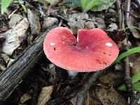 Russula sanguinaria image