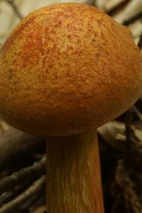 Boletus subvelutipes image