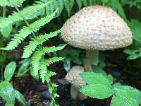 Amanita amerirubescens image