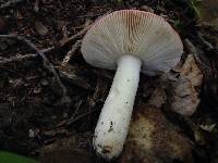 Russula sanguinaria image