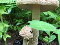 Amanita amerirubescens image