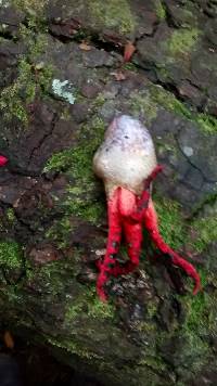 Clathrus archeri image