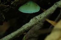 Mycena subcaerulea image