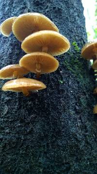 Armillaria novae-zelandiae image