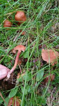 Laccaria bicolor image