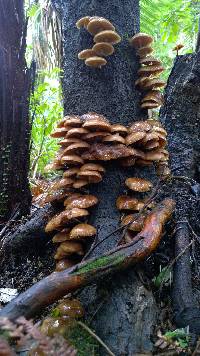 Armillaria novae-zelandiae image