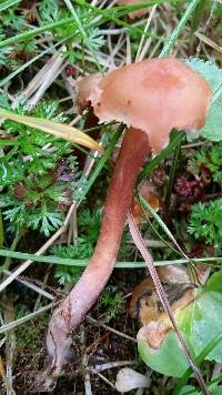 Laccaria bicolor image