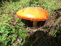 Amanita muscaria image