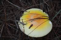 Amanita caesarea image