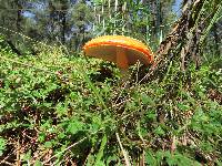 Amanita muscaria image