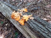 Laetiporus sulphureus image