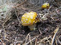 Amanita flavorubescens image