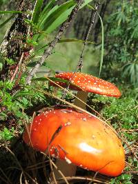 Amanita muscaria image