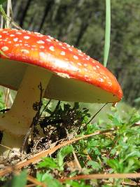 Amanita muscaria image