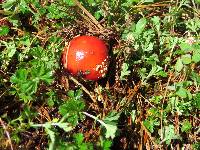 Amanita muscaria image