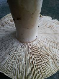 Amanita gemmata image