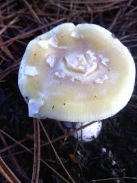 Amanita gemmata image