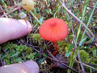 Hygrocybe coccinea image