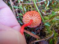 Hygrocybe coccinea image