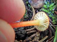 Hygrocybe cantharellus image