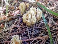 Ramaria formosa image