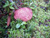 Suillus pictus image