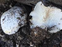 Neolentinus ponderosus image