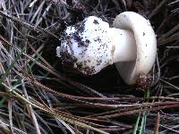 Amanita gemmata image