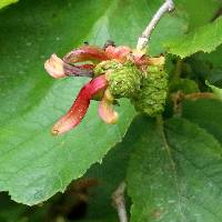 Taphrina alni image