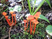 Hygrocybe cantharellus image