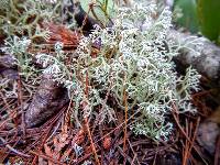 Cladonia mitis image