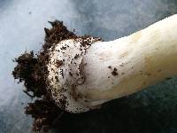 Amanita gemmata image