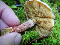 Suillus pictus image