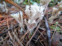 Clavulina coralloides image