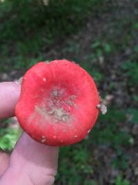 Russula cremoricolor image