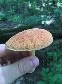 Boletus hortonii image