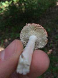 Russula cremoricolor image