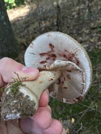 Amanita amerirubescens image