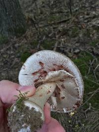 Amanita amerirubescens image