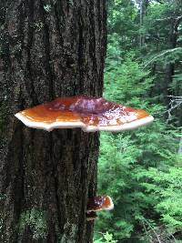 Ganoderma tsugae image