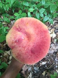 Boletochaete bicolor image