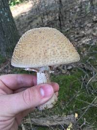 Amanita amerirubescens image