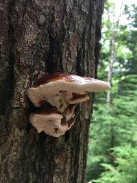 Ganoderma tsugae image