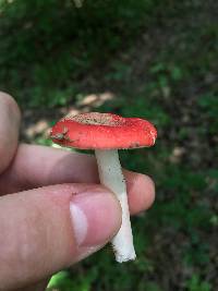 Russula cremoricolor image