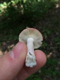 Russula cremoricolor image