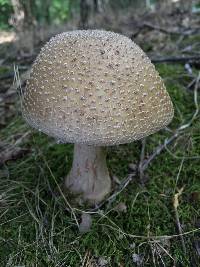 Amanita amerirubescens image