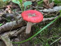 Russula cremoricolor image