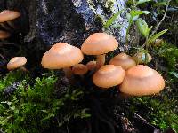 Kuehneromyces mutabilis image