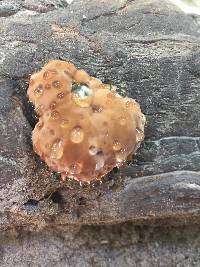 Fomitopsis spraguei image