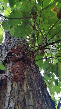 Auricularia auricula-judae image